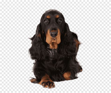 Field Spaniel Gordon Setter English Cocker Spaniel Sussex Spaniel Black