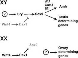 The Genetics And Biology Of Vertebrate Sex Determination Cell