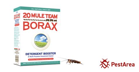 How Does Borax Kill Roaches 2024 Pestarea