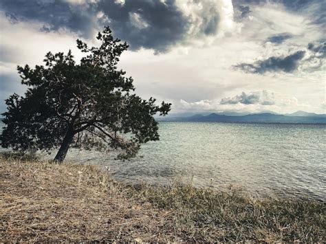 Uma árvore na margem do lago boka Foto Premium