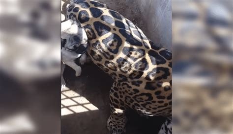 Facebook Viral Terror Por Audaz Perro Que Ingresa A Jaula De Jaguar