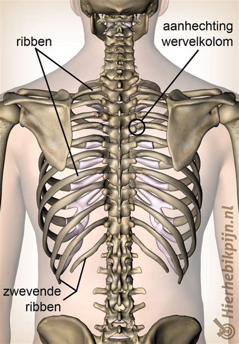 Gekneusde of gebroken rib | Oorzaak, symptomen & behandeling