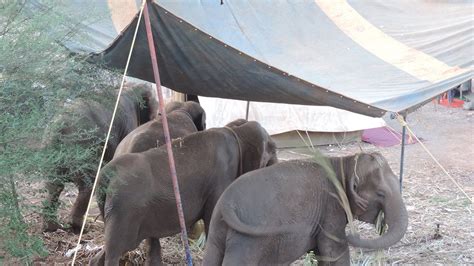 Petition · FOUR REASONS TO CRY: RESCUED ELEPHANTS BEING FORCED BACK ...