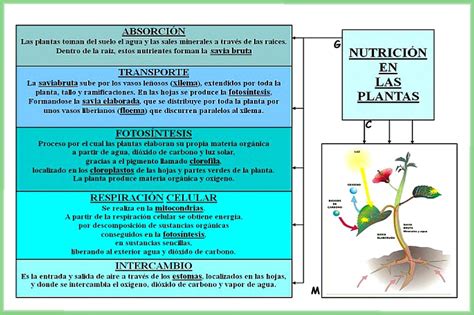 BLOG DE 5º DE PRIMARIA La nutrición de las plantas