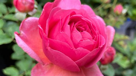 Princess Alexandra of Kent Rose 肯特王妃月季 大卫奥斯丁月季 David Austin Rose rose