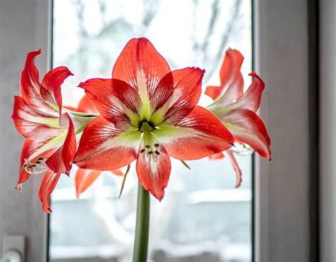 Amaryllis Pflegen VIVANNO