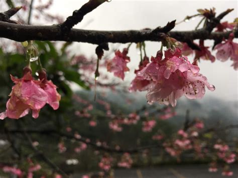 2023新北蒔花好綻 花漾石碇 浪漫櫻花季 城鄉島遊