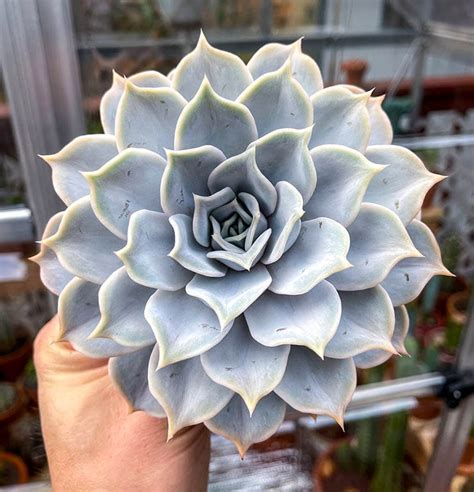 Echeveria Lilacina Guía De Cuidados Y Reproducción