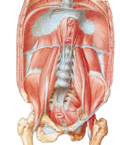 Posterior Abdominal Wall And Diaphragm 1 Diagram Quizlet