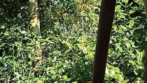 Free The Gardener Gay Porn Videos XHamster