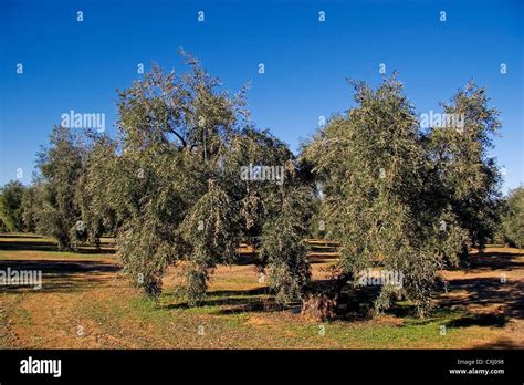 Olive Grove Antequera Malaga Andalusia Spain Campo De Olivos Comarca De