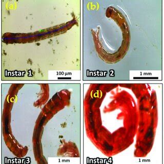 Types of instar larvae: (a) instar 1; (b) instar 2; (c) instar 3; (d)... | Download Scientific ...