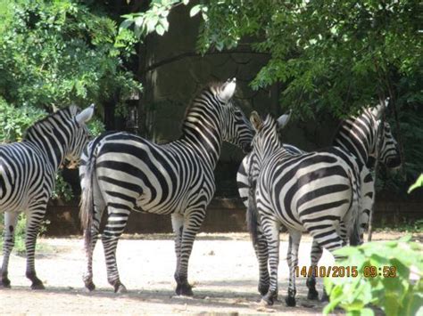 Mysore zoo animals