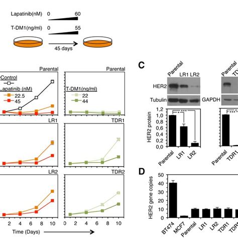 HER2 gene amplification patterns in different breast cancer cell lines ...