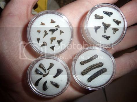 Displaying The 2nd Batch Of Shark Teeth, Gar Teeth And Ray Plates From ...