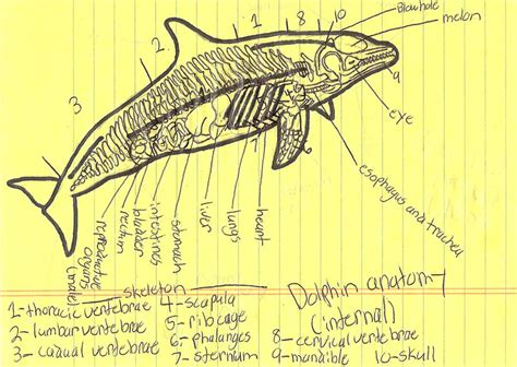 Dolphin Anatomy internal by seatosea on DeviantArt