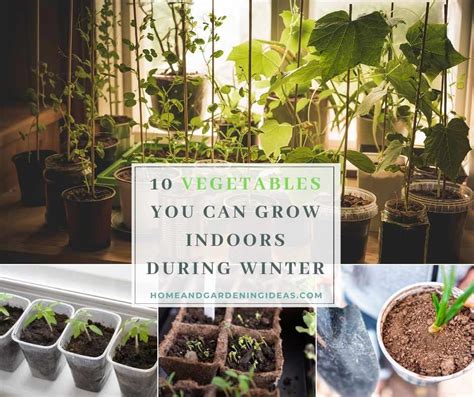 Vegetables You Can Grow Indoors During Winter