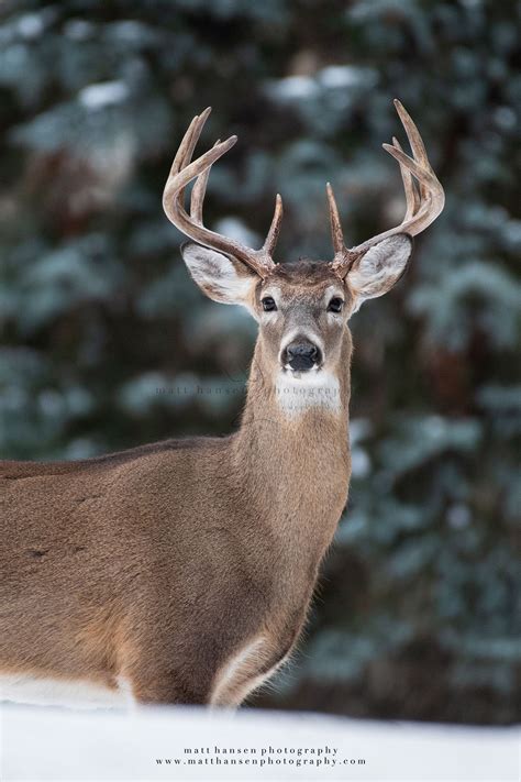 Professional whitetail deer photography – Artofit