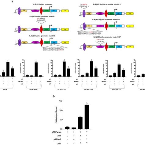 Transcriptional Regulation Of P65 Iso5 On Human Il 6 Luc And Tnfα Luc