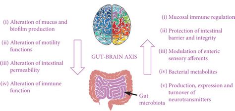 The Gut Brain Axis And Principal Mechanisms Of Bidirectional