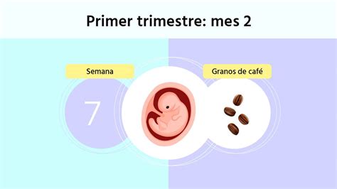 Semana De Embarazo S Ntomas Y Tama O Del Embri N