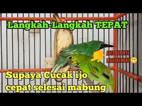 PERAWATAN CUCAK IJO MABUNG AGAR CEPAT TUNTAS YouTube