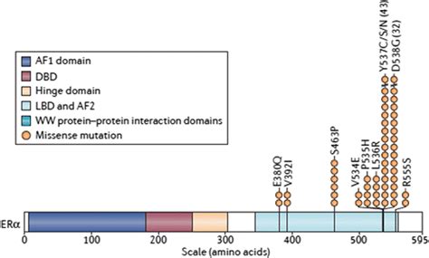 The Esr1 Gene And Its Most Common Mutations A Schematic Diagram Of Download Scientific Diagram