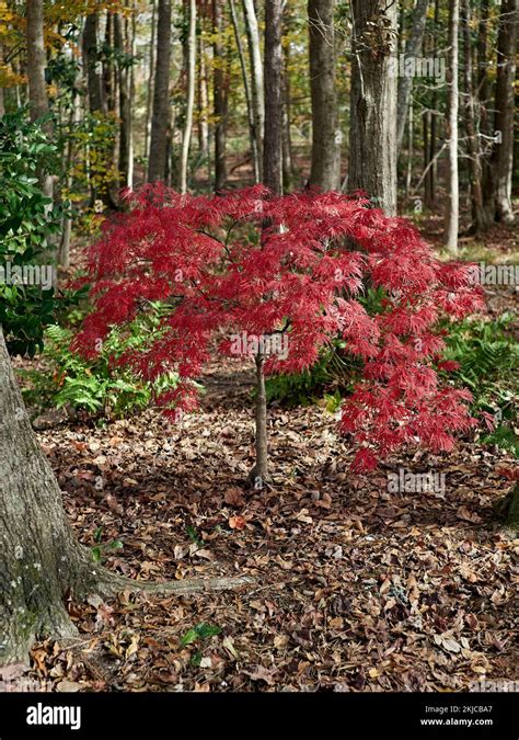 Palmatum Atropurpureum Dissectum Acer Palmatum Hoja De Encaje Rojo