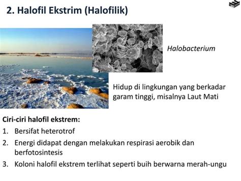 Bab Archaebacteria Dan Eubacteria Ppt