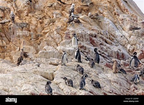 Grupo De Pingüinos Humboldt En Una Isla Remota De La Isla Ballestas En