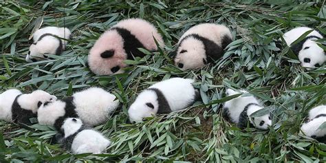 Chengdu Research Base Of Giant Panda Breeding