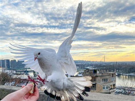 What Do Pigeons Symbolize? - PIGEONHOW.COM