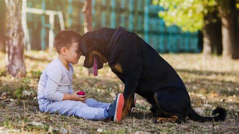 Estas Son Las Razas De Perros Ideales Para Convivir Con Ni Os