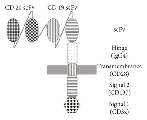 Schematic Diagrams Of Chimeric Antigen Receptor Car Structures A