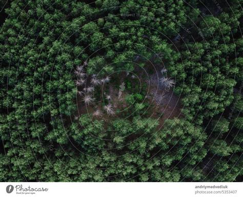 Aerial Top View Of Mixed Forest Trees Ecosystem And Healthy