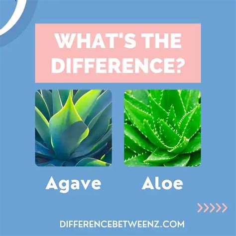 Difference Between Agave And Aloe Difference Betweenz