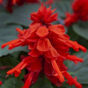 Salvia Splendens Mojave Red Muller Seeds