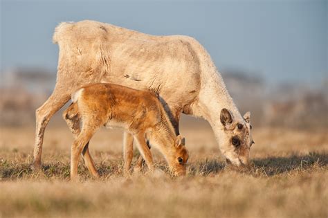 Porcupine Caribou – CPAWS Yukon