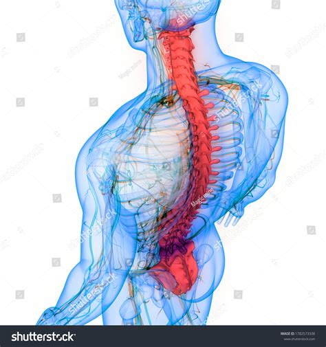 Spinal Cord Vertebral Column Human Skeleton Stock Illustration