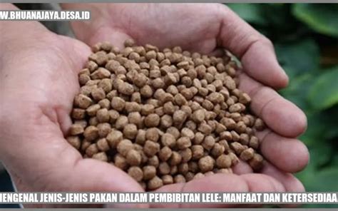 Mengenal Jenis Jenis Pakan Dalam Pembibitan Lele Manfaat Dan