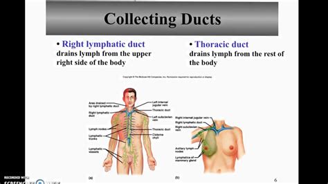 Intro To The Lymphatic System Youtube