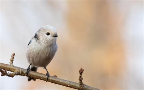 Tit de cola larga aegithalos caudatus un pájaro sentado sobre un