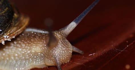 Parasitic Worm Inside Snails Eye Imgur