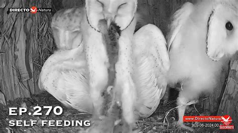 Barn Owl Nest ep 270Lechuzas en el nido DIRECTO Cámara 38 Ávila