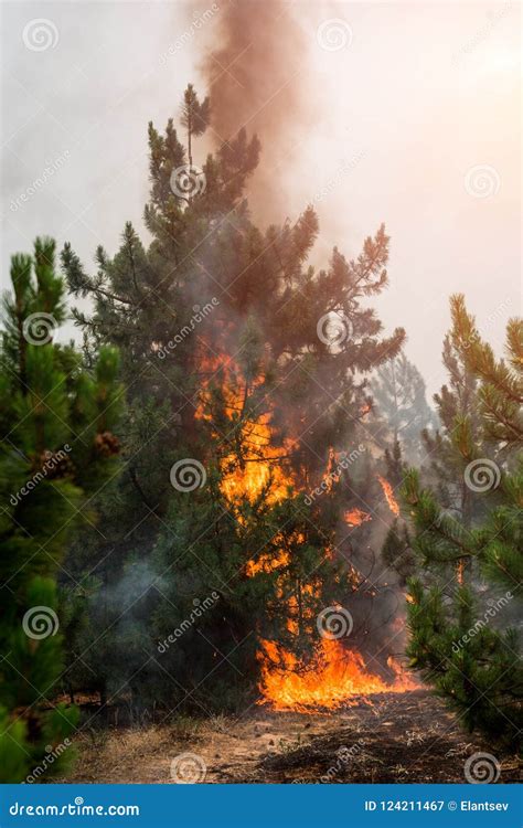 Forest Fire Alberi Bruciati Dopo L Incendio Violento L Inquinamento E