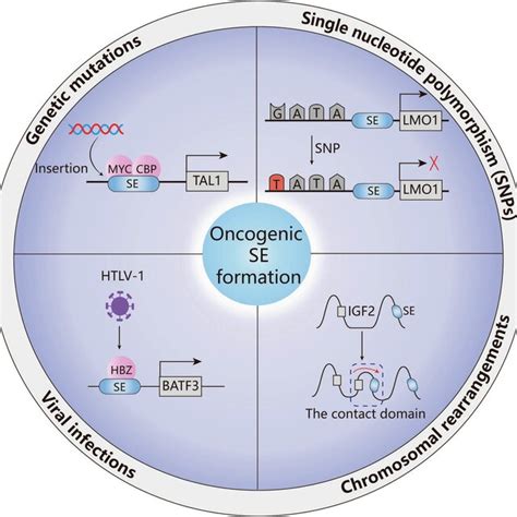 Functional Activation Mechanisms Of Oncogenic Ses Genetic Mutations