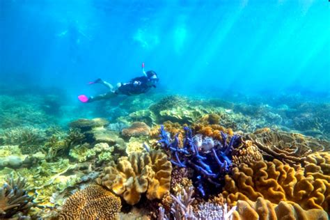 Tropical Far North Queensland Rolling Stone Australia