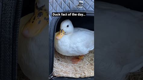 Munchkin The Duck Is Crying Youtube