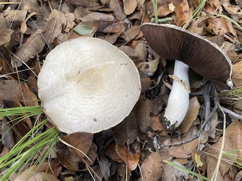 Field And Button Mushrooms In August 2022 By Jonathan Frank Agaricus