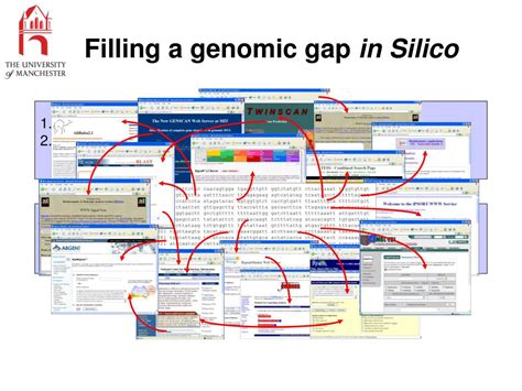 PPT Exploring Williams Beuren Syndrome Using My Grid PowerPoint